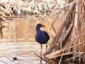 Pukeko closeup